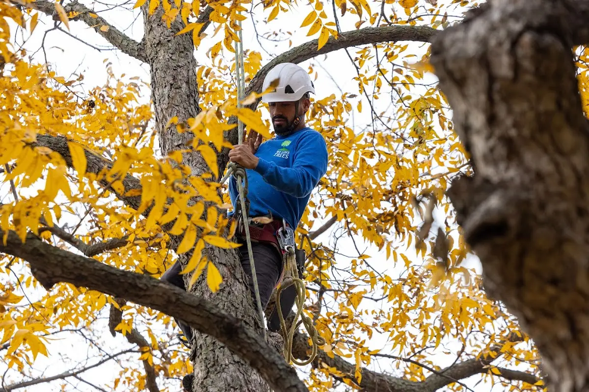 Skilled Tree Pruning crew working in Polk City