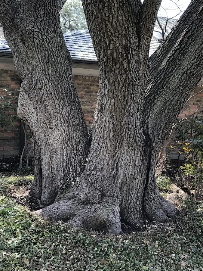 Mature heritage tree close to a Polk City property cared for by certified arborists
